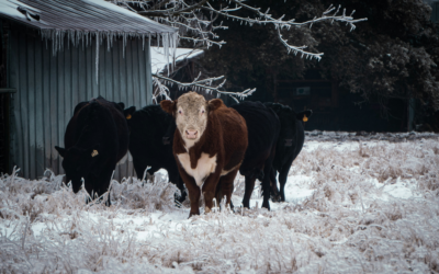 Winterization Tips to Prepare Your Plumbing for a Texas Freeze