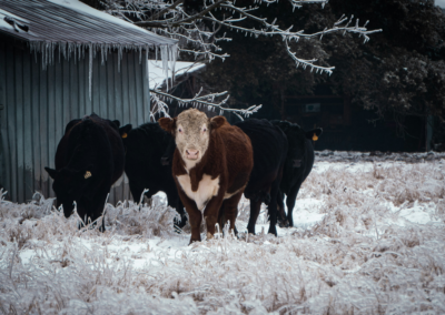 Winterization Tips to Prepare Your Plumbing for a Texas Freeze