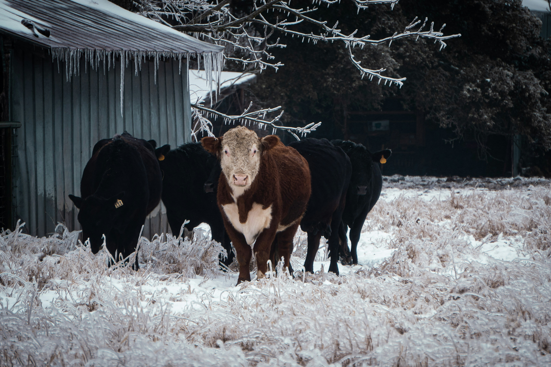 plumber-22-2 freezing weather in Texas illustrated by a group of cattle in an icy field